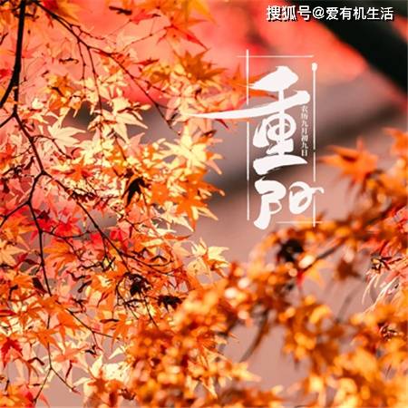 老话“重阳不见阳，老牛不相送”什么意思，重阳节下雨好还是不下雨好？