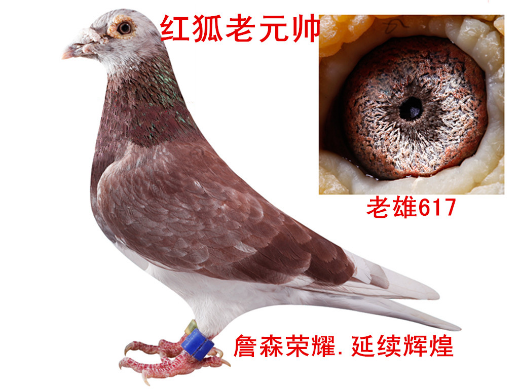 红狐理财(红狐投资北京有限公司)
