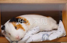 懒猪理财(懒猪理财最新消息)